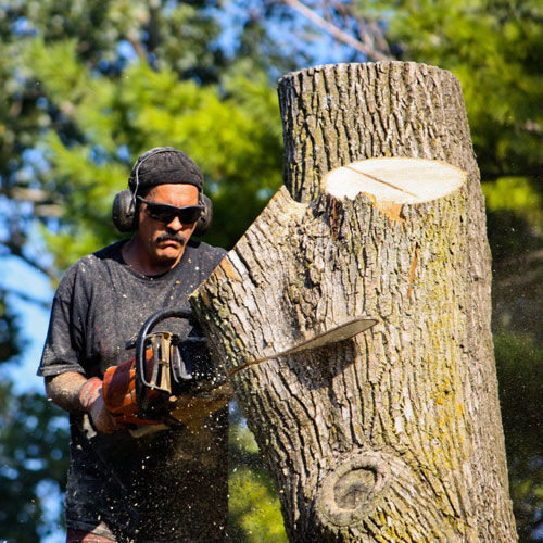 Troy's Tree Service Long Island